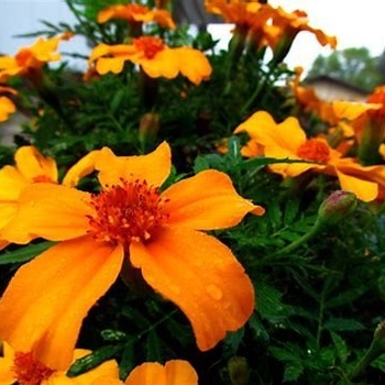 Tagetes patula 'Disco Orange' - French Marigold
