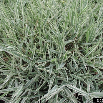 Phalaris arundinacea 'Strawberries & Cream' - Ribbon Grass