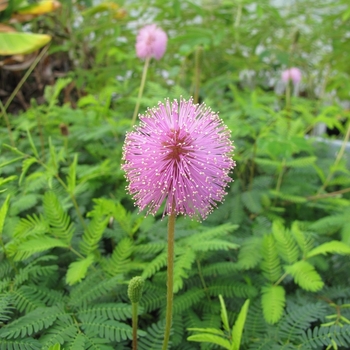 Mimosa - Sensitive Plant