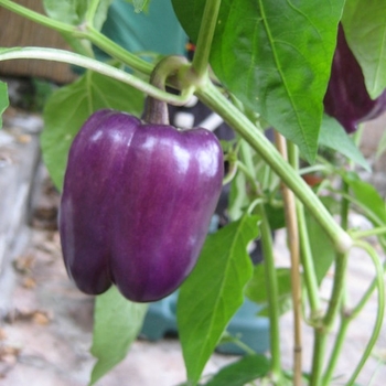 Capsicum annuum 'Purple Beauty Culinary Couture™ ' - Purple Beauty Bell Pepper
