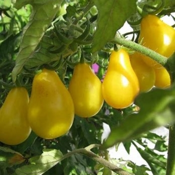 Lycopersicon esculentum - Tomato 'Yellow Pear '