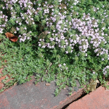 Thymus serpyllum - Thyme 'Mother of Thyme' Thymus serpyllum - Thyme 'Mother of Thyme'