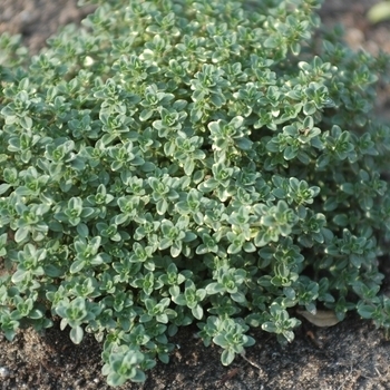 Thymus serpyllum - Thyme 'Elfin' Thymus serpyllum - Thyme 'Elfin'