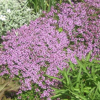 Thymus serpyllum - Thyme 'Magic Carpet' Thymus serpyllum - Thyme 'Magic Carpet'