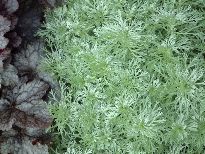 Wormwood 'Silver Mound' - Artemisia schmidtiana from The Flower Spot