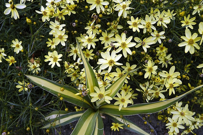 Tickseed 'Moonbeam' - Coreopsis verticillata from The Flower Spot
