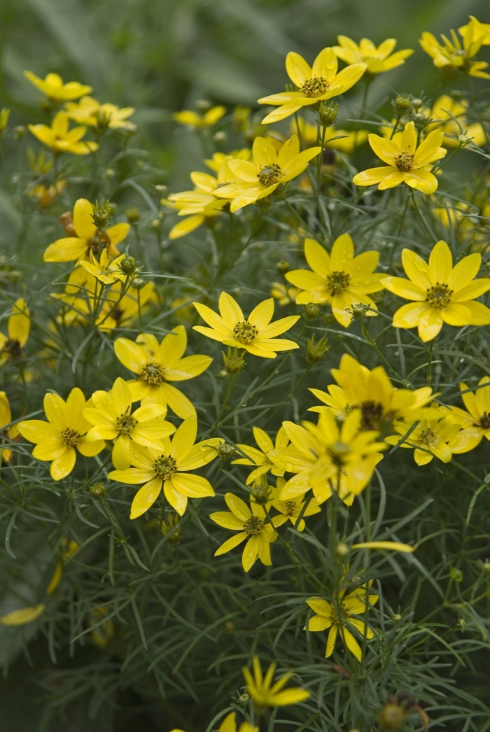 Tickseed 'Zagreb' - Coreopsis verticillata from The Flower Spot