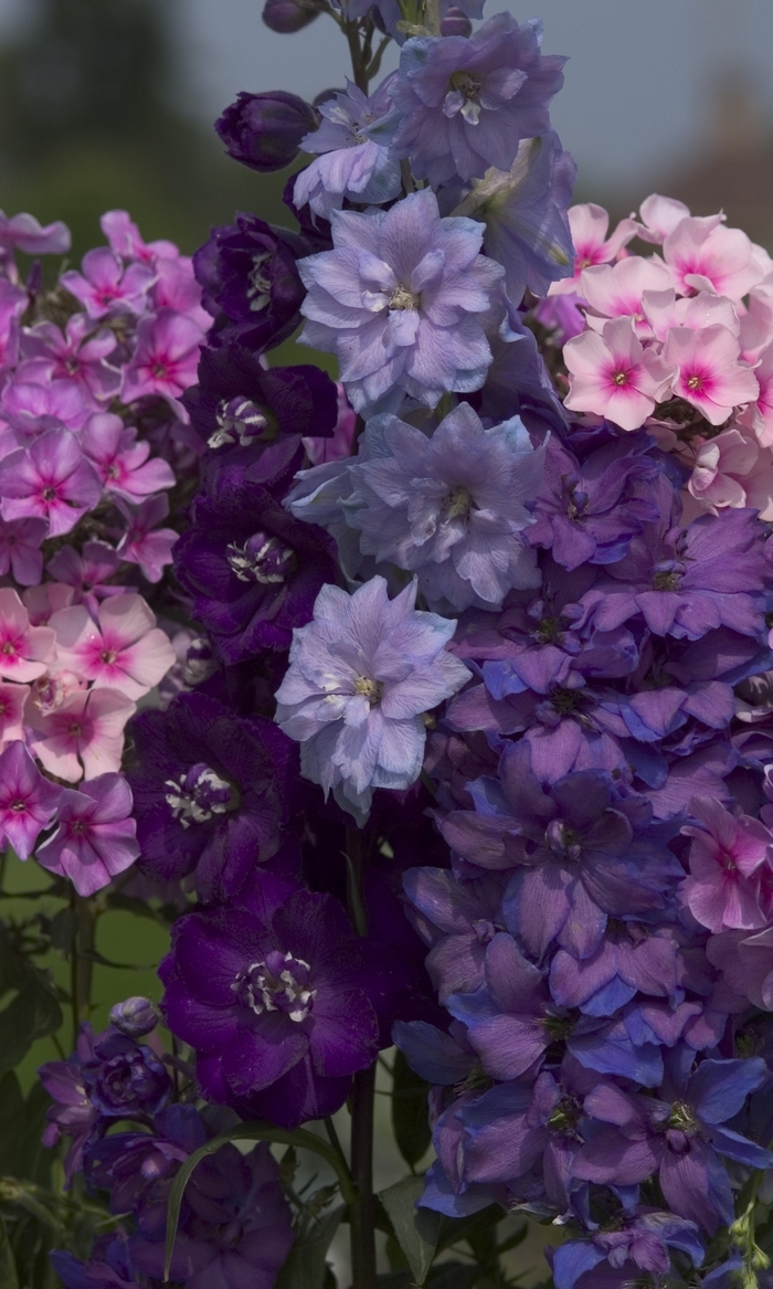 Delphinium 'New Millennium Series' - Delphinium elatum from The Flower Spot