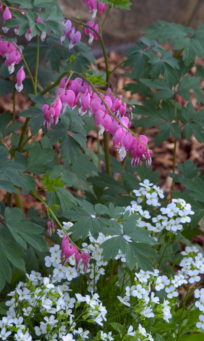 Bleeding Heart - Dicentra spectabilis from The Flower Spot Bleeding Heart - Dicentra spectabilis from The Flower Spot