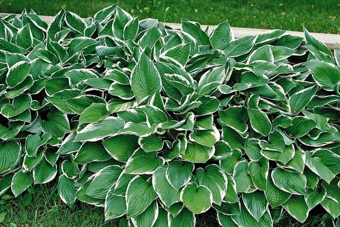 Hosta 'Francee' - Hosta from The Flower Spot Hosta 'Francee' - Hosta from The Flower Spot