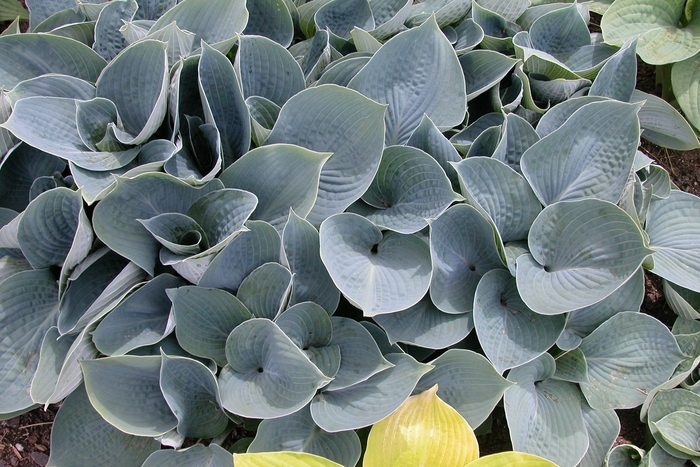 Hosta 'Hadspen Blue' - Hosta from The Flower Spot
