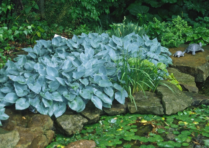 Hosta 'Halcyon' - Hosta from The Flower Spot Hosta 'Halcyon' - Hosta from The Flower Spot