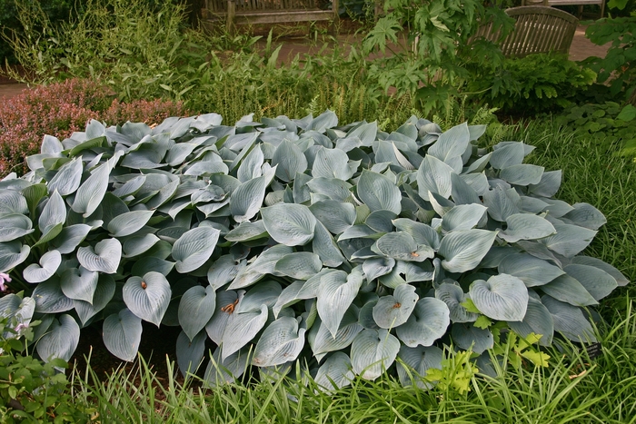 Hosta 'Halcyon' - Hosta from The Flower Spot Hosta 'Halcyon' - Hosta from The Flower Spot