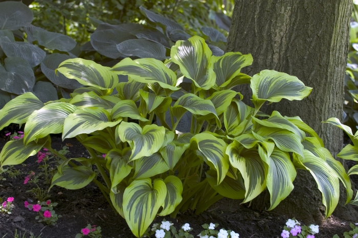 Hosta 'Aureo-marginata' - Hosta montana from The Flower Spot