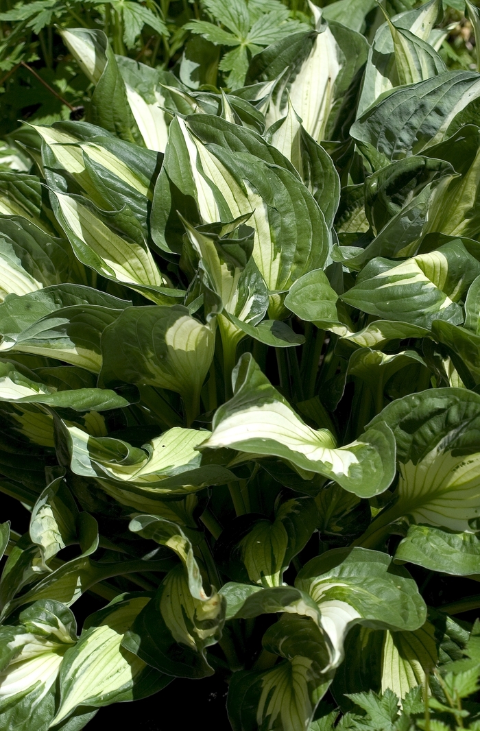 Hosta 'Whirlwind' - Hosta from The Flower Spot Hosta 'Whirlwind' - Hosta from The Flower Spot