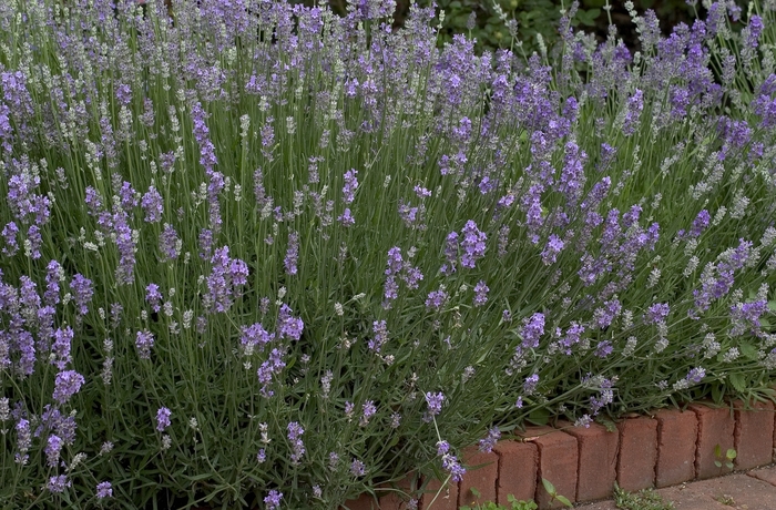Lavender - Lavandula anguvstifolia 'Super Blue' from The Flower Spot