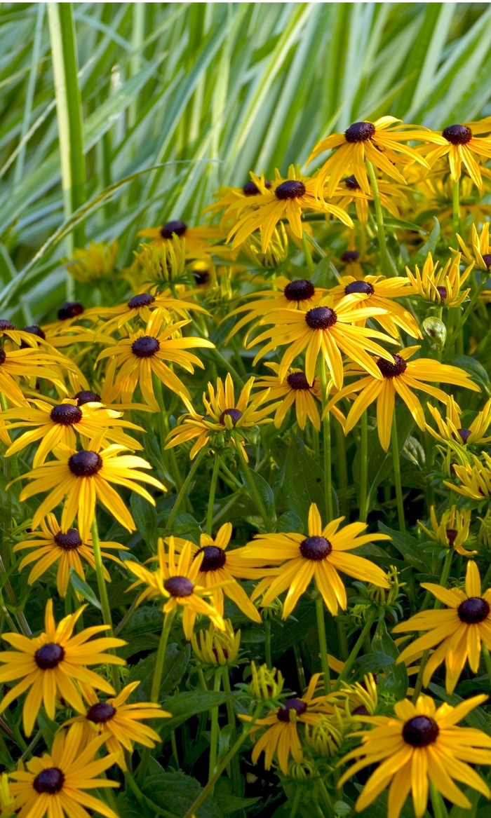 Rudbeckia 'Goldsturm' - Rudbeckia fulgida (Black Eyed Susan) from The Flower Spot Rudbeckia 'Goldsturm' - Rudbeckia fulgida (Black Eyed Susan) from The Flower Spot