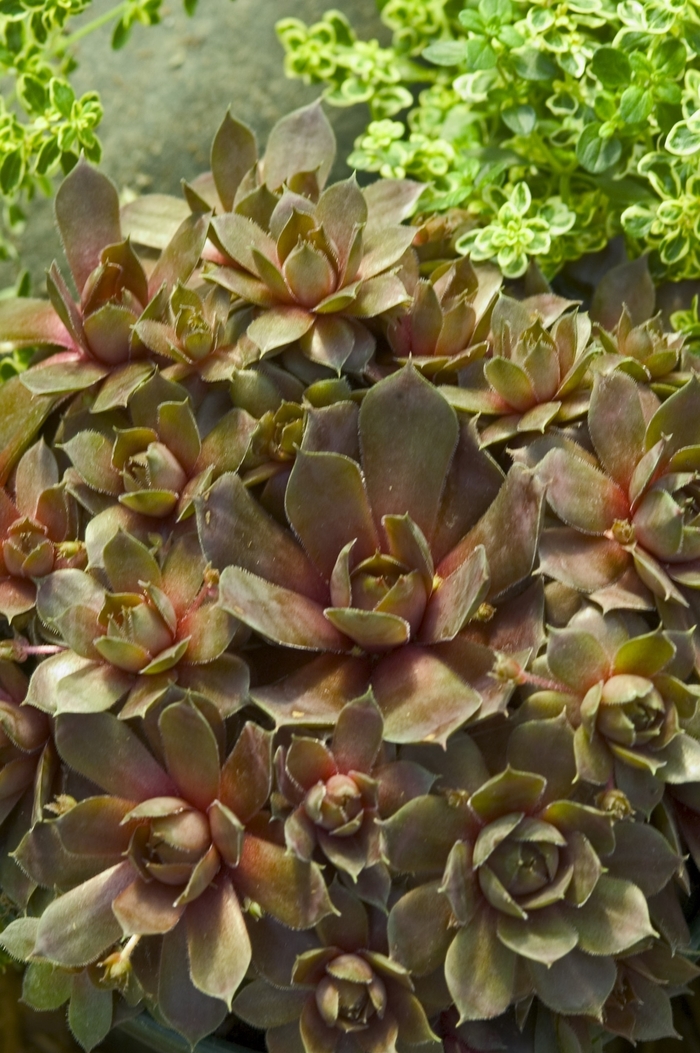 Hens and Chicks 'Silverine' - Sempervivum from The Flower Spot Hens and Chicks 'Silverine' - Sempervivum from The Flower Spot