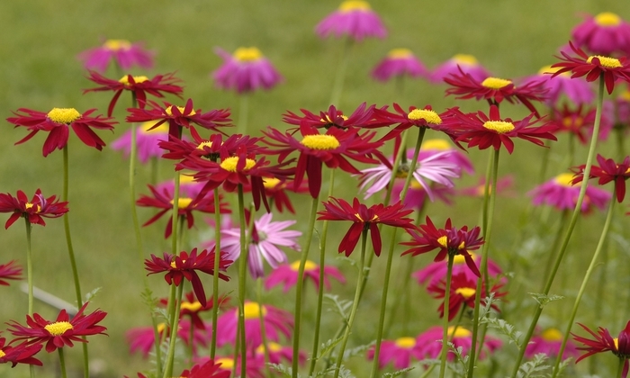 Painted Daisy 'Robinson's Mix' - Tanacetum coccineum from The Flower Spot