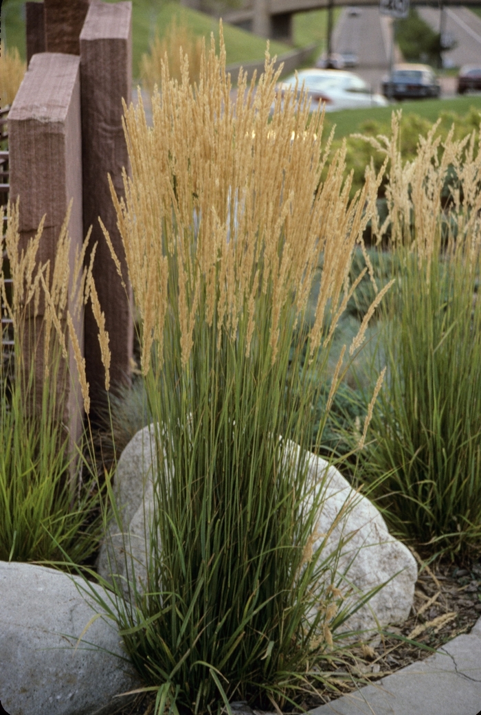 Karl Forster Grass - Calamagrostis acutiflora 'Karl Foerster' from The Flower Spot Karl Forster Grass - Calamagrostis acutiflora 'Karl Foerster' from The Flower Spot