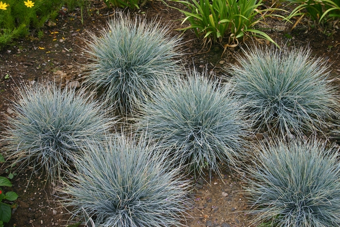 Blue Grass - Festuca glauca 'Elijah Blue' from The Flower Spot
