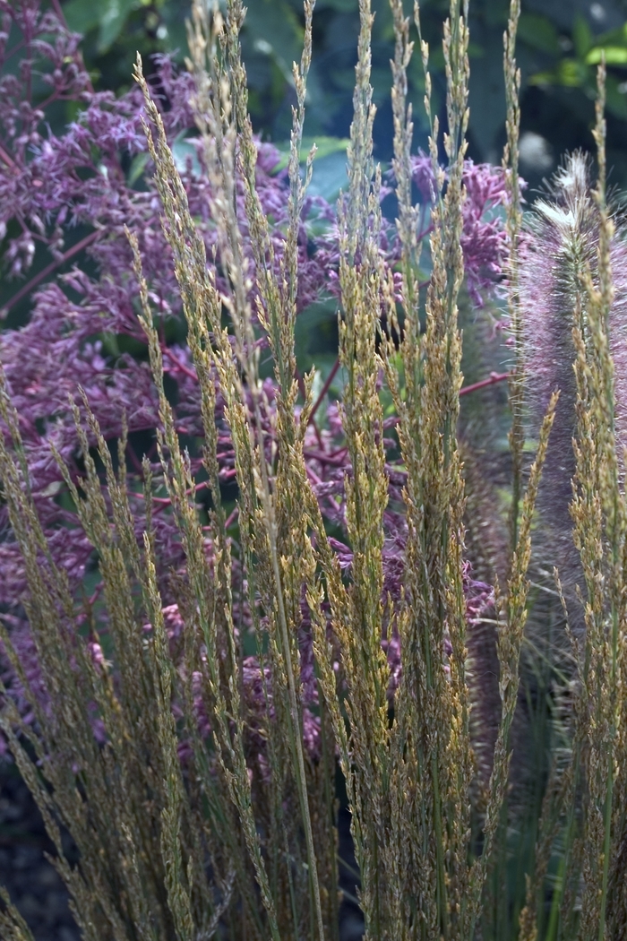 Purple Moor Grass - Molina caerulea 'Strahlenquelle' from The Flower Spot