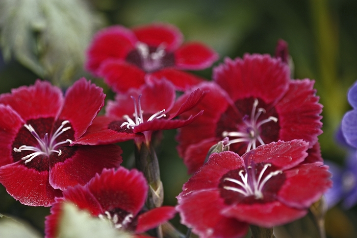 Dianthus - Dianthus from The Flower Spot