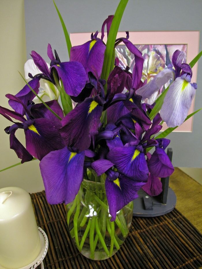 Japanese Iris - Iris ensata from The Flower Spot
