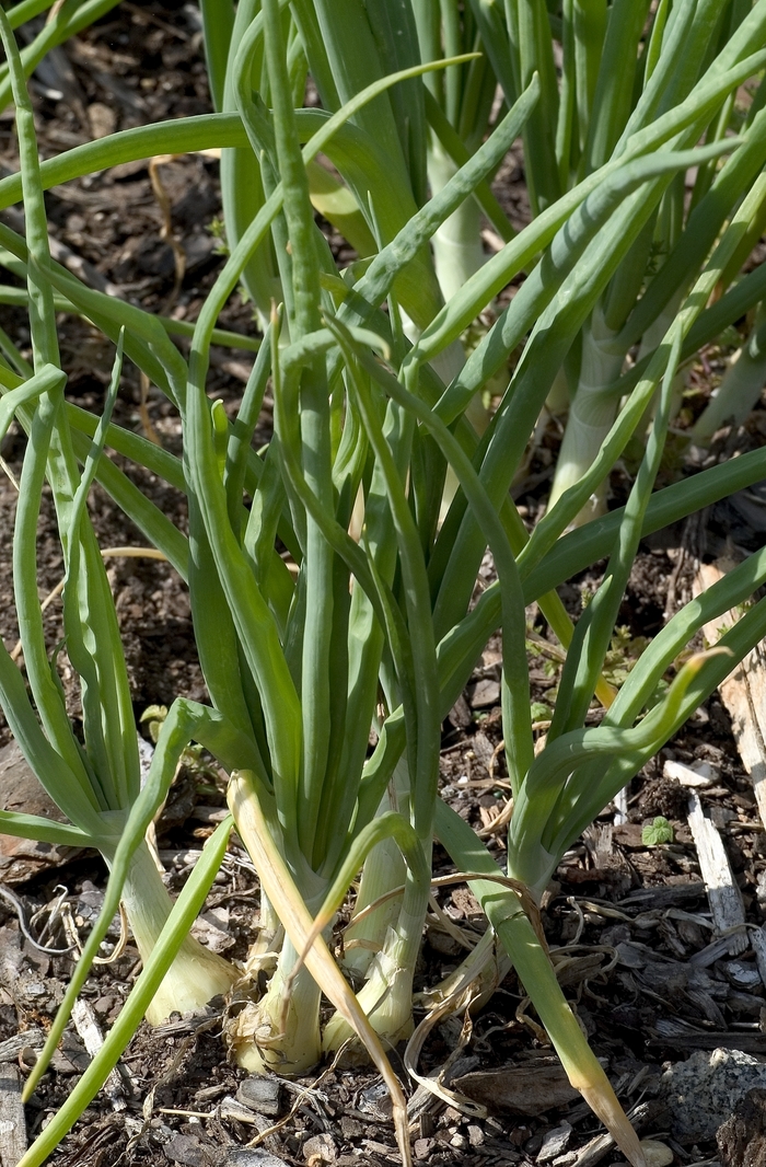 Onion - Allium cepa 'Walla Walla' from The Flower Spot