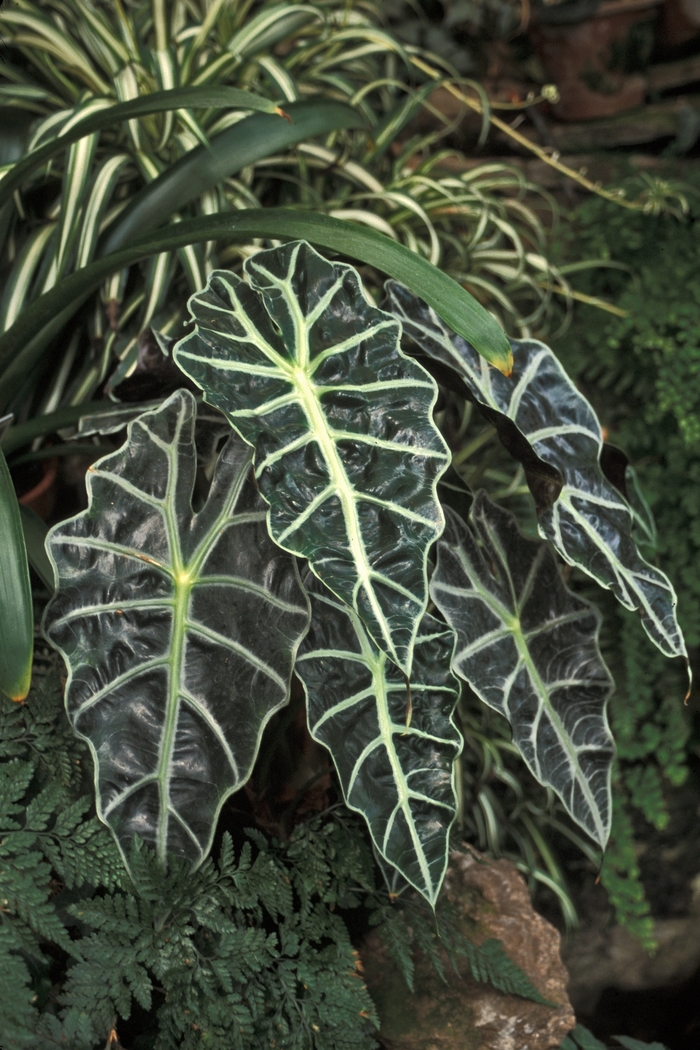 Alocasia - Alocasia amazonica from The Flower Spot