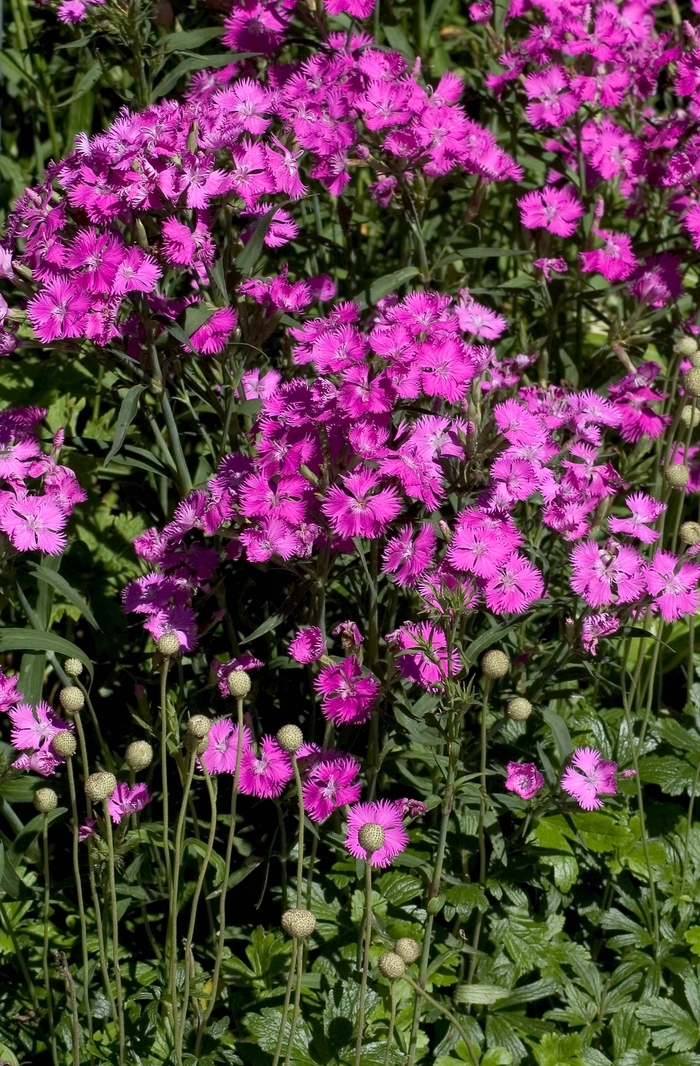 Dianthus 'Kahori' - Dianthus hybrid from The Flower Spot Dianthus 'Kahori' - Dianthus hybrid from The Flower Spot