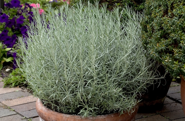Helichrysum 'Icicles' - Helichrysum italics from The Flower Spot