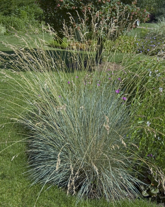 Blue Oat Grass - Helictotrichon semperviren from The Flower Spot
