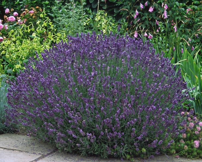 Lavender 'Multiple Varieties' - Lavandula angustifolia from The Flower Spot
