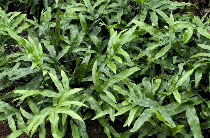 Fern 'Kangaroo' - Microsorium diversifolium from The Flower Spot
