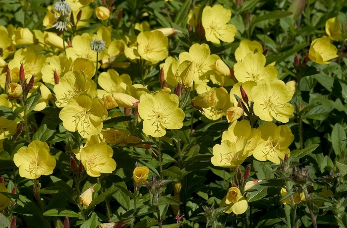 Evening Primrose 'Youngii Lapsley' - Oenothera fruticosa from The Flower Spot