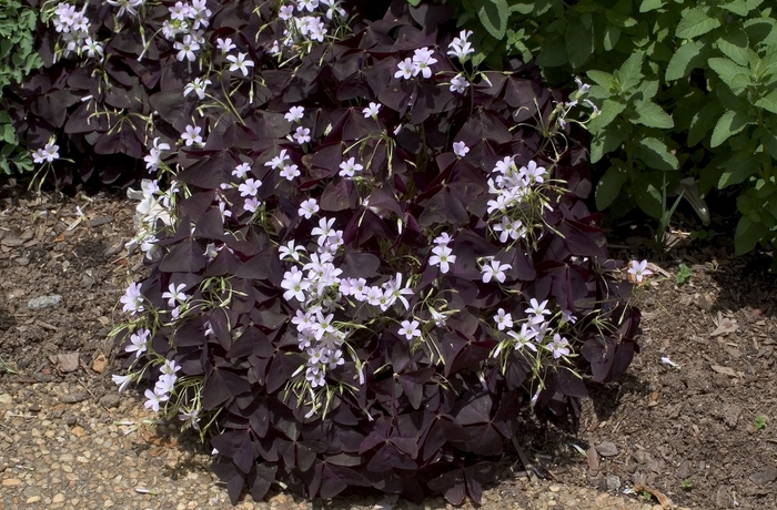 Shamrock 'Purple' - Oxalis triangularis from The Flower Spot Shamrock 'Purple' - Oxalis triangularis from The Flower Spot