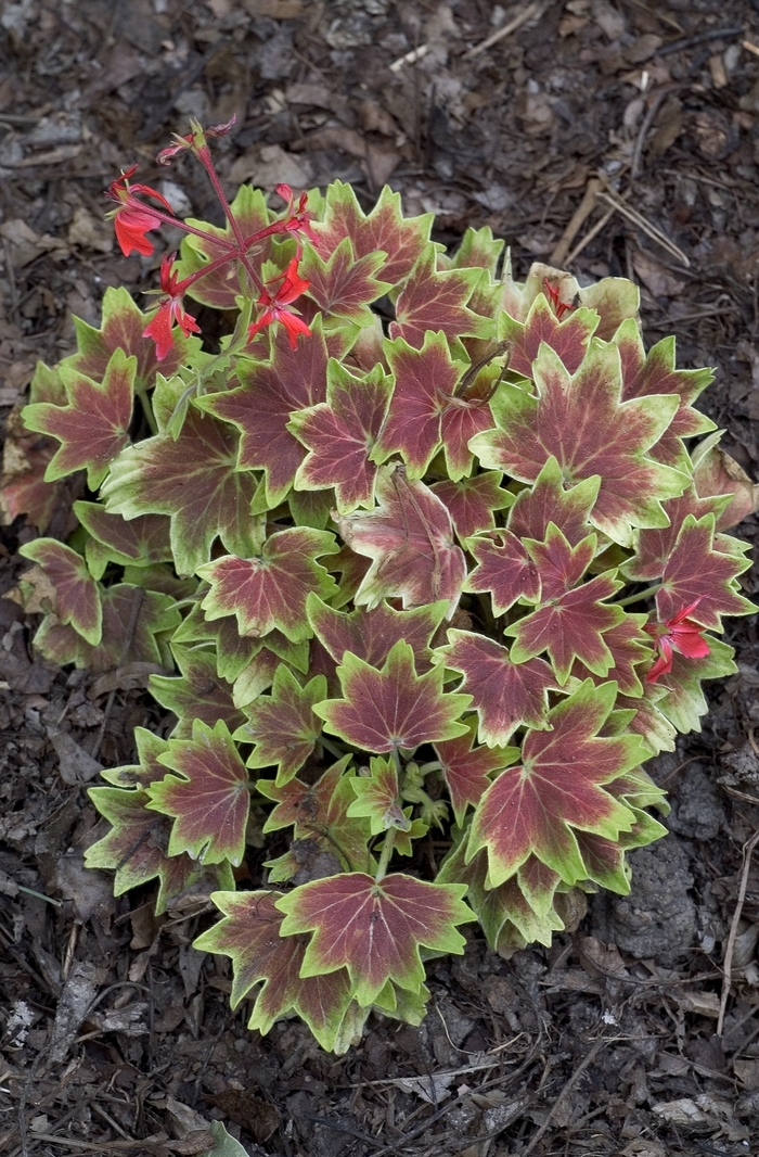 Geranium - Pelargonium 'Vancouver Centennial' from The Flower Spot