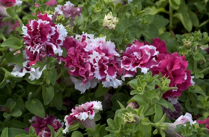 Petunia 'Pirouette Red' - Petunia from The Flower Spot