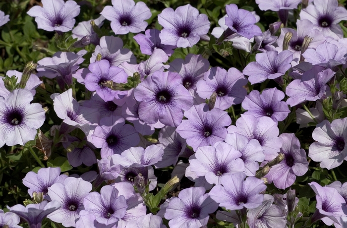 Petunia 'Surfinia Blue Vein' - Petunia hybrid from The Flower Spot Petunia 'Surfinia Blue Vein' - Petunia hybrid from The Flower Spot