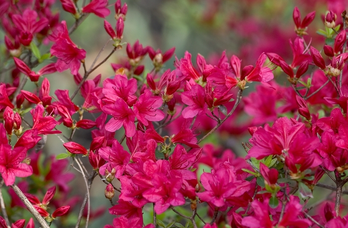 Azalea 'Hino Crimson' - Rhododendron Kurume Hybrid from The Flower Spot