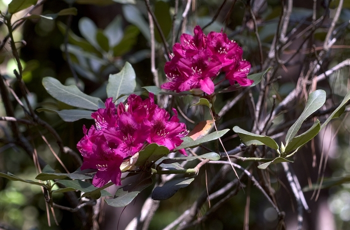 Rhododendron 'Nova Zembla' - Rhododendron catawbiense from The Flower Spot Rhododendron 'Nova Zembla' - Rhododendron catawbiense from The Flower Spot