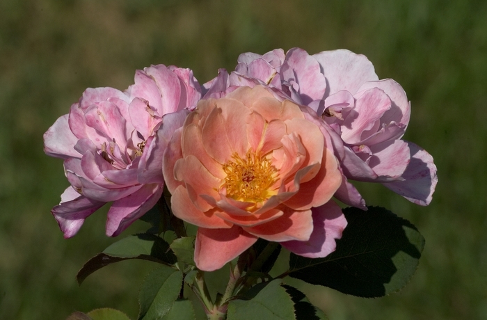 Rose 'Distant Drums' - Rosa from The Flower Spot Rose 'Distant Drums' - Rosa from The Flower Spot
