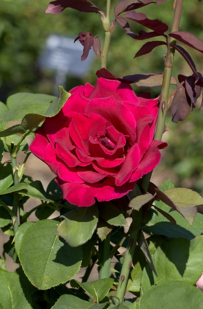 Rose 'Mister Lincoln' - Rosa from The Flower Spot Rose 'Mister Lincoln' - Rosa from The Flower Spot