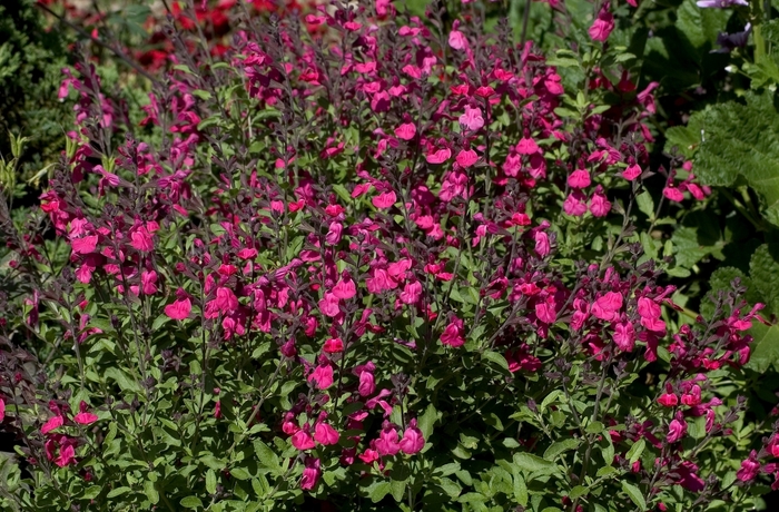 Autumn Sage - Salvia greggii from The Flower Spot Autumn Sage - Salvia greggii from The Flower Spot