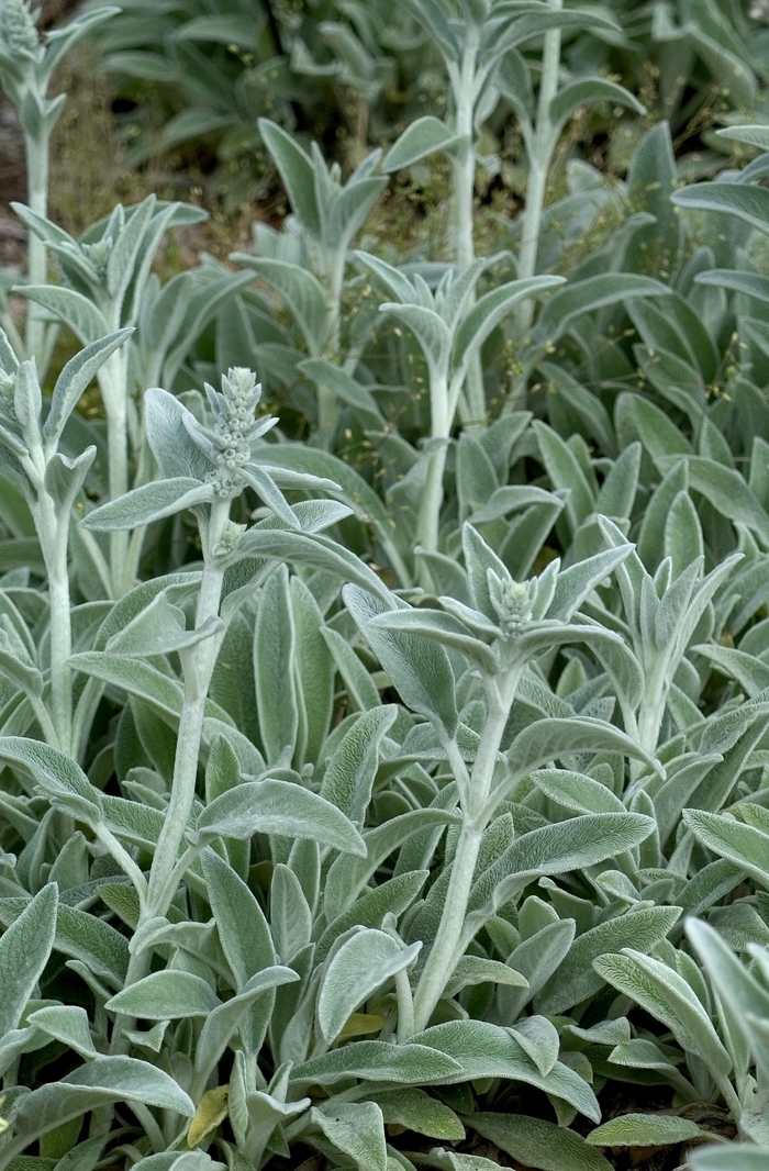 Lamb's Ears - Stachys byzantina from The Flower Spot
