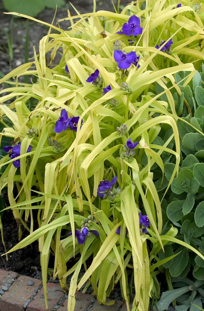 Spiderwort 'Blue and Gold' - Tradescantia from The Flower Spot