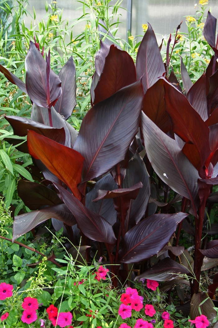 Canna Lily - Canna 'Australia' from The Flower Spot Canna Lily - Canna 'Australia' from The Flower Spot