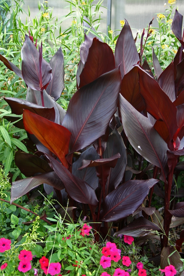 Canna Lily - Canna 'Australia' from The Flower Spot