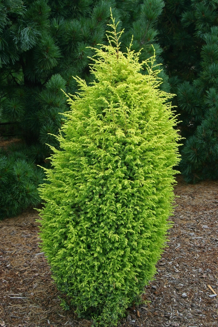 Gold Cone Juniper - Juniperus communis 'Gold Cone' from The Flower Spot Gold Cone Juniper - Juniperus communis 'Gold Cone' from The Flower Spot
